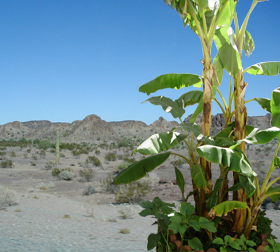 Desert with banana grove