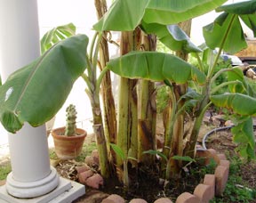 Bananas sprouting