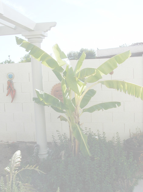 Watering bananas